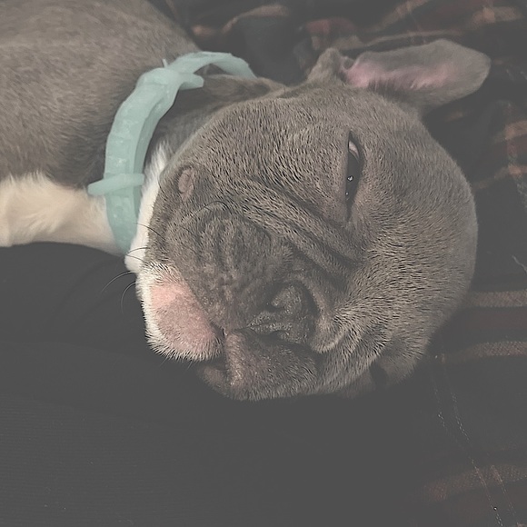meet Stitch, the stud 🐾 - Picture 9 of 12